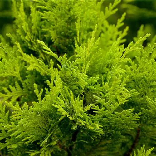 Chamaecyparis laws.'Stardust' Chamaecyparis laws.'Stardust'