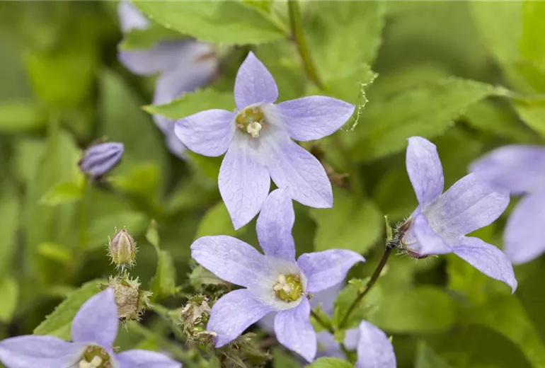 Campanula lactiflora 'Prichard´s Variety'