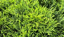 Gartenzypresse 'Green Globe'