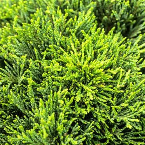 Chamaecyparis laws.'Green Globe' Chamaecyparis laws.'Green Globe'