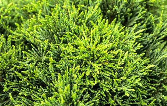 Chamaecyparis laws.'Green Globe'