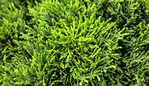 Gartenzypresse 'Green Globe'