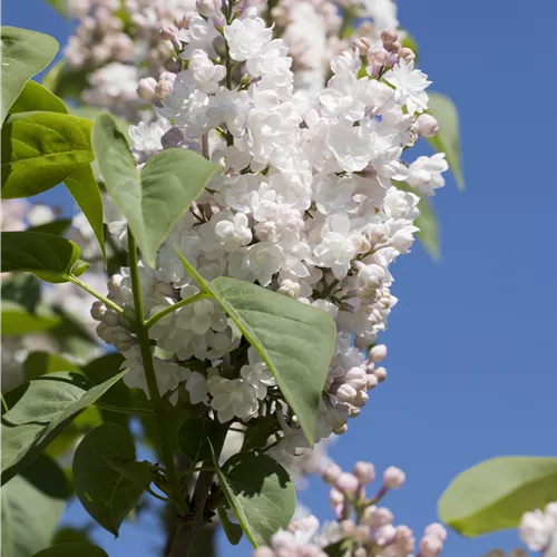 Syringa vulg.'Schöne von Moskau' -R-