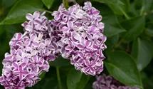 Edelflieder 'Sensation'
