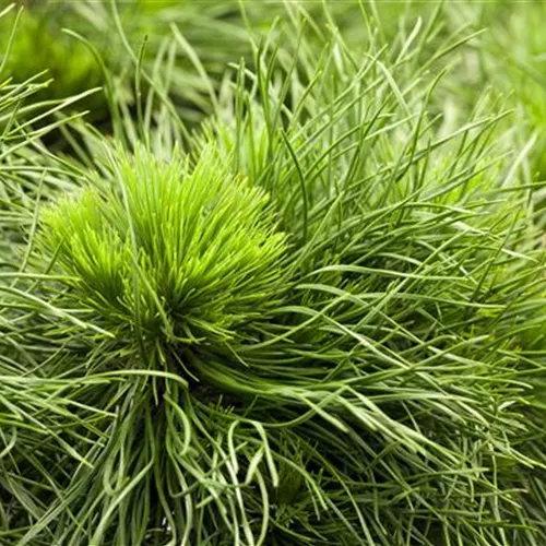 Pinus mugo 'Varella' Pinus mugo 'Varella'