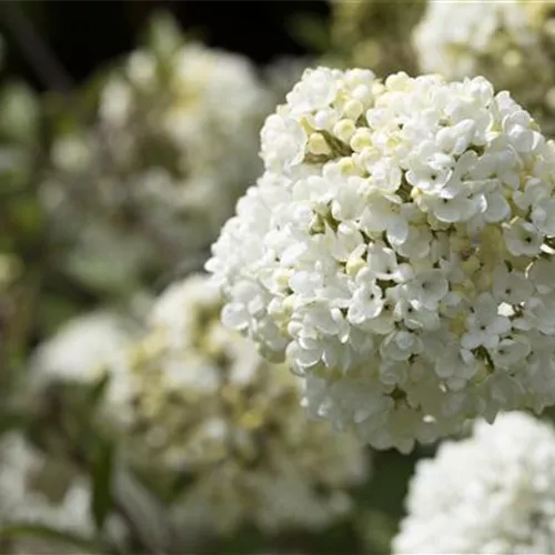 Viburnum 'Eskimo'