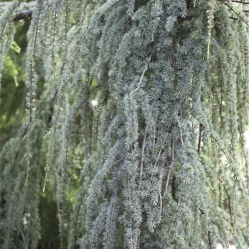 Cedrus atlantica 'Glauca Pendula' Cedrus atlantica 'Glauca Pendula'