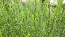 Edelginster 'Lena'