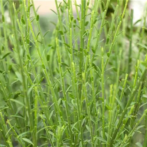 Cytisus scoparius 'Lena'