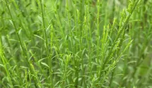 Edelginster 'Lena'