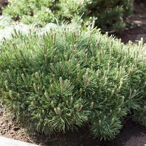 Pinus mugo pumilio Pinus mugo pumilio