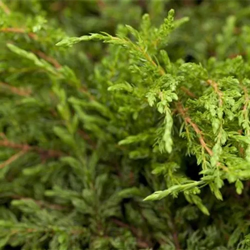 Juniperus com.'Repanda' Juniperus com.'Repanda'