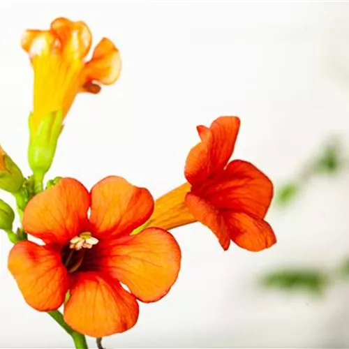 Campsis tagliabuana 'Mme Galen'