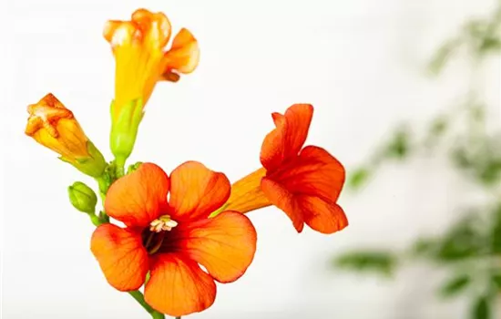 Campsis tagliabuana 'Mme Galen'