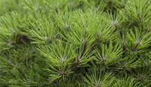 Schwarzkiefer 'Marie Bregon' ®