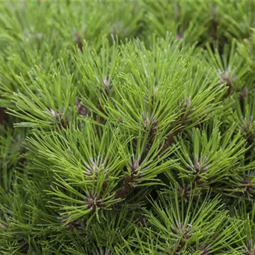 Pinus nigra 'Marie Bregeon' -R-