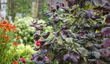 Große Hasel 'Red Majestic' -S-