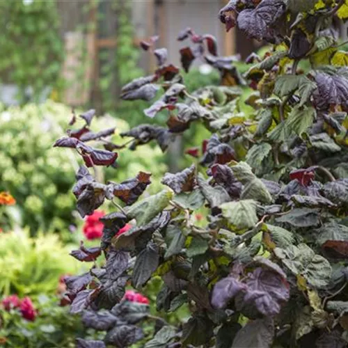 Corylus maxima 'Red Majestic' -S-