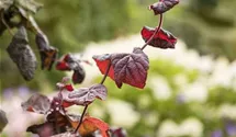 Große Hasel 'Red Majestic' -S-