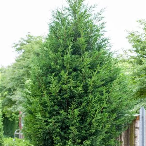 Cupressocyparis leylandii Cupressocyparis leylandii