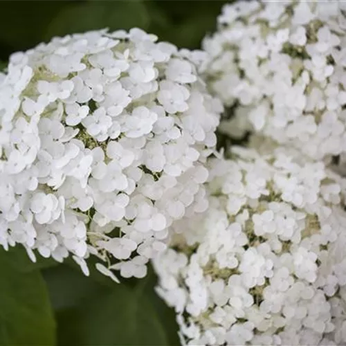 Hydrangea arbor.'Strong Annabelle' -R-