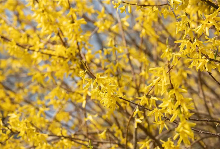 Forsythia x intermedia