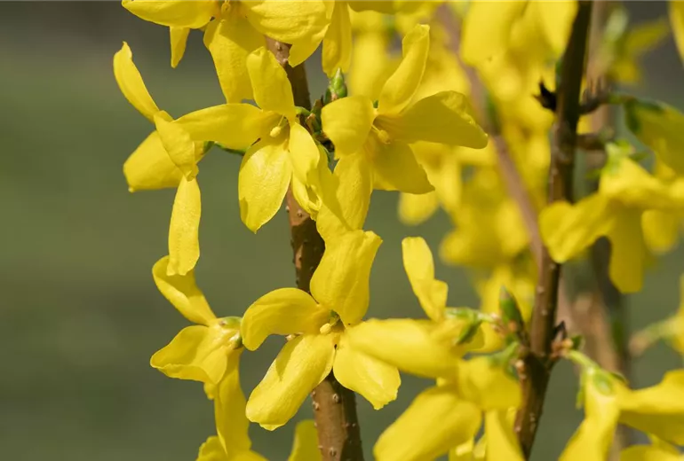 Forsythia x intermedia 'Lynwood'