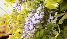 Edelblauregen 'Macrobotrys'
