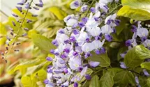 Edelblauregen 'Macrobotrys'