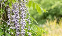 Edelblauregen 'Macrobotrys'