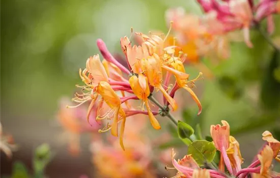 Lonicera henryi
