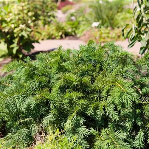 Taxus baccata 'Repandens' Taxus baccata 'Repandens'