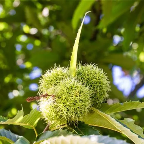 Castanea sativa 'Marigoule' CAC