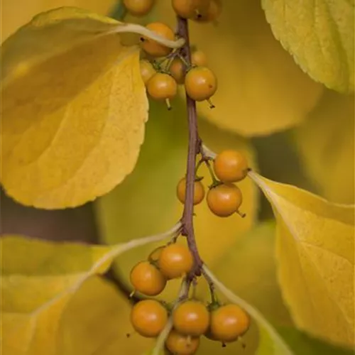 Celastrus orbiculatus 'Diana'