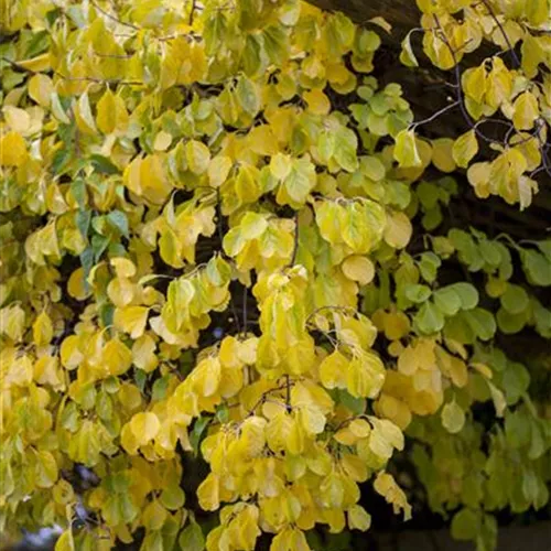 Celastrus orbiculatus 'Hercules'