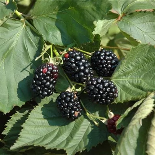 Rubus frut.'Theodor Reimers' CAC
