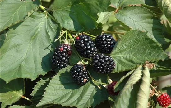 Rubus frut.'Theodor Reimers' CAC