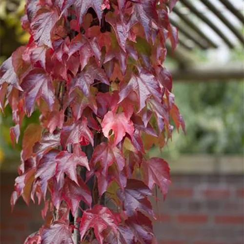 Parthenocissus tric.'Veitchii Robusta'
