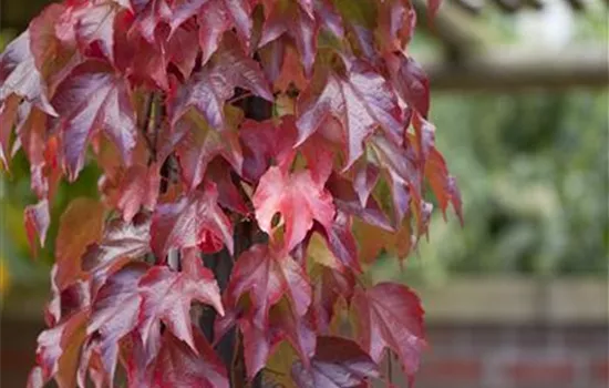 Parthenocissus tric.'Veitchii Robusta'