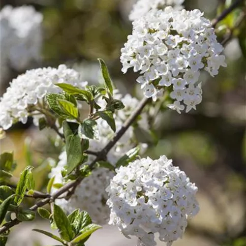 Viburnum burkwoodii