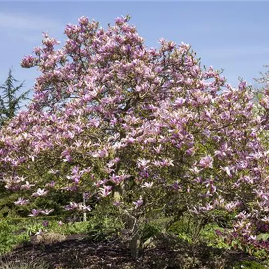 Magnolien als frühblühendes Highlight im Garten 