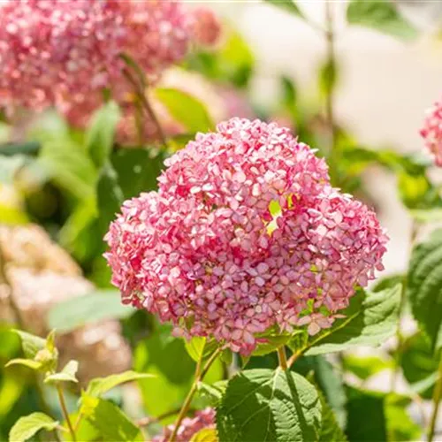 Hydrangea arbor.'Pink Annabelle' -R-