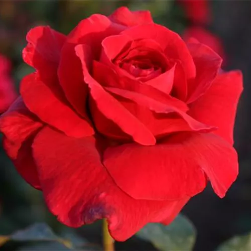 Rosa 'Duftzauber' -R- TH