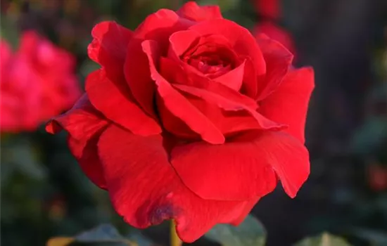 Rosa 'Duftzauber' -R- TH