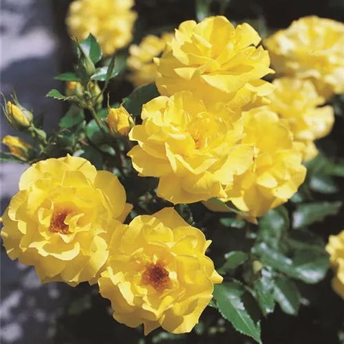 Rosa 'Friesia' -R- BT