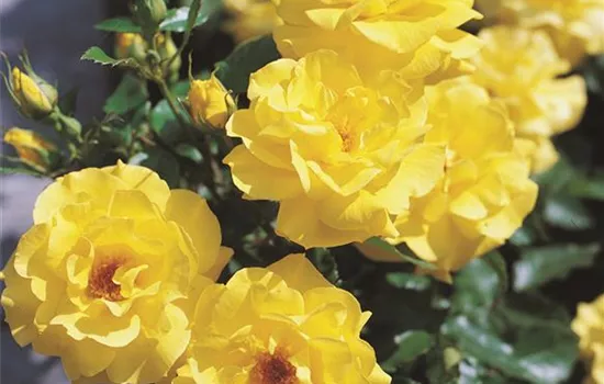 Rosa 'Friesia' -R- BT