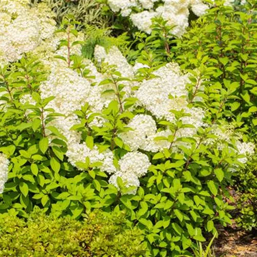 Hydrangea panic. 'Bobo' -R-