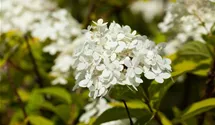 Rispenhortensie 'Vanille Fraise' ®