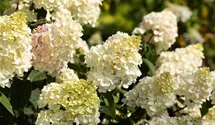 Rispenhortensie 'Vanille Fraise' ®