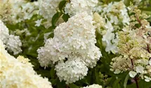 Rispenhortensie 'Vanille Fraise' ®